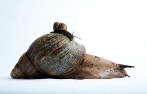 非洲大蜗牛怎么消灭 - 业百科