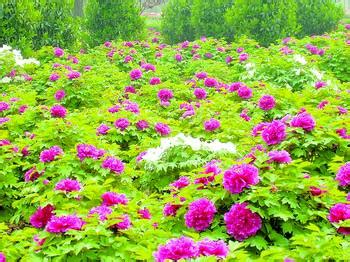 京城赏春好去处，国家植物园海棠园浪漫绚丽成热门打卡地