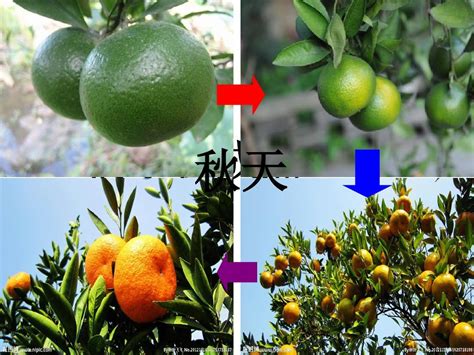 橘子的生长过程 —【发财农业网】