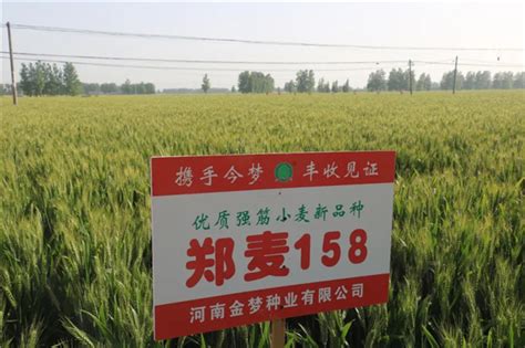 镇麦12小麦品种简介,扬麦25,镇麦15(第2页)_大山谷图库