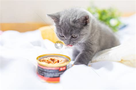 猫粮怎么喂喂多少合适？猫咪喂食时间及分量 - 胖萌舍宠物网
