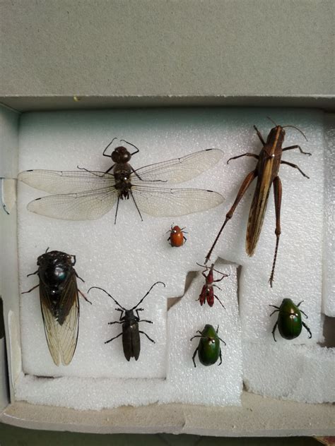 昆虫有哪些,常见昆虫 - 昆虫网