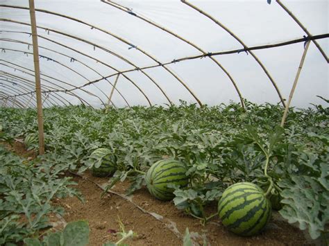 了不起！全国70%的大棚西瓜是他们种的，亩净赚2万，种植面积超57万亩-长江蔬菜