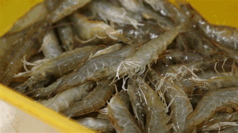 夏季海鲜鱼虾大丰收高清图片下载-正版图片501657407-摄图网
