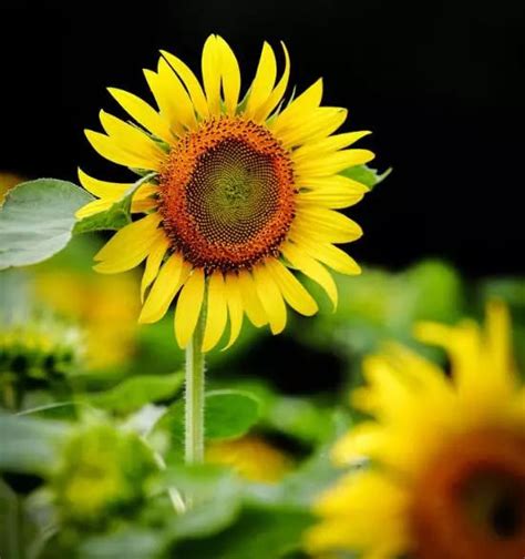 如何种向日葵花？向日葵养殖方法和注意事项-绿宝园林网