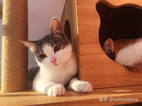 日本女子养了一只小橘猫，把网友萌翻了|女子|日本|网友_新浪新闻