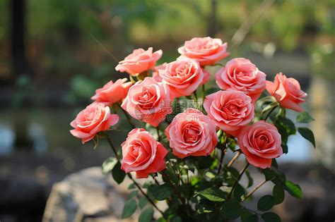 盛开的玫瑰花高清图片下载-正版图片600167467-摄图网