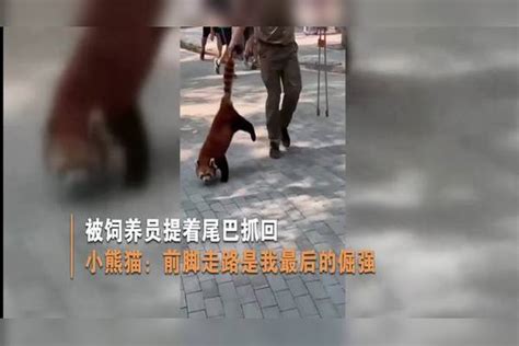 四川眉山孕妇被自家狗咬伤死亡 当地大面积打狗-新闻中心-温州网