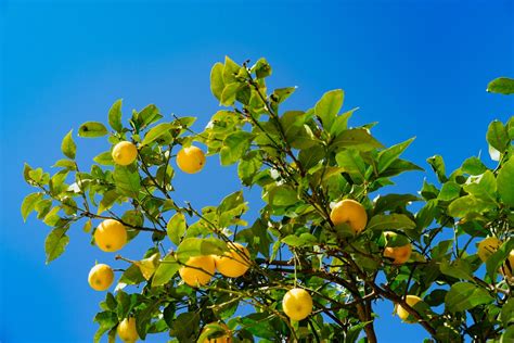 Fool s Garden《lemon tree》歌词