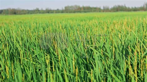 旱稻比水稻的优势,水稻与旱稻是一种,旱稻和水稻营养区别_大山谷图库