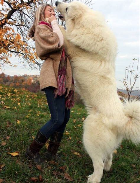 养一只大白熊犬是怎样一种体验？ - 知乎