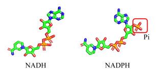 细胞运动过程中的GSH与NAD+ | 西安百萤生物科技有限公司