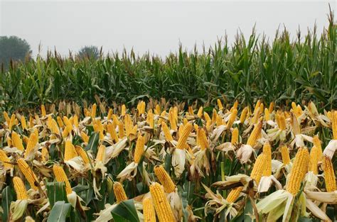 高产玉米种 - 农村网