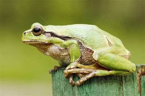 野生动物青蛙高清图片下载-正版图片307850354-摄图网