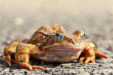 绿青蛙野生动物拉纳两栖高清图片下载-正版图片307502667-摄图网