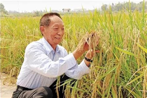 中国杂交水稻创新发展史-36氪