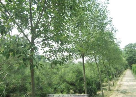 明光市林业局组织开展紫阳国有林场林木良种培育项目验收工作_滁州市林业局