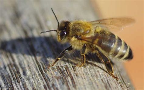 中蜂和意蜂有什么区别？ - 中华蜜蜂 - 酷蜜蜂