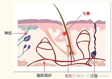 毛囊单位提取移植术联合重组牛碱性成纤维细胞生长因子以及米诺地尔治疗继发性瘢痕秃发的临床效果