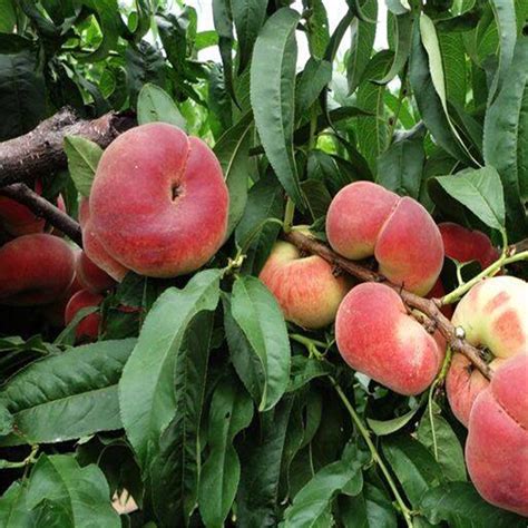 直销蟠桃桃树苗 桃树种植 香脆可口 当年结果苗|南北皆适宜种植-阿里巴巴