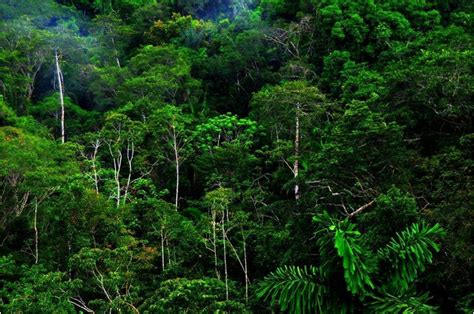热带季雨林植被图册_360百科