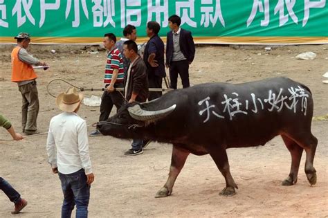 牛王争霸引客来 牛气冲天迎牛年_凤凰网视频_凤凰网