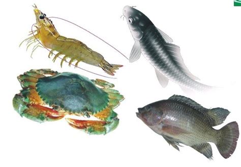 海鲜海产食材蟹水产市场摄影图配图高清摄影大图-千库网