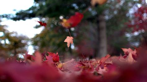 秋意渐浓的枫叶唯美图片 秋天应该很好我如约而至-腾牛个性网