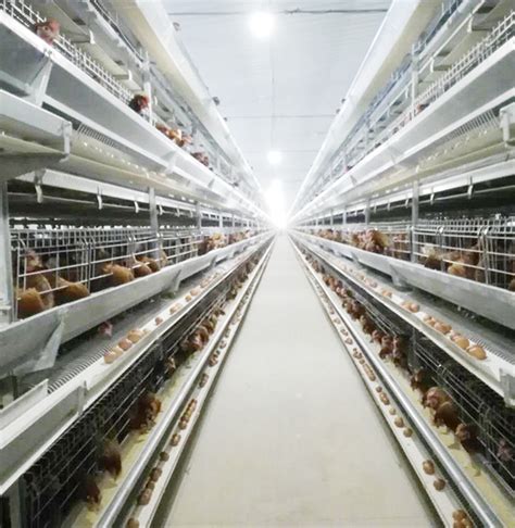 双鸭山蛋鸡设备厂家-唐山市长城畜牧机械有限公司