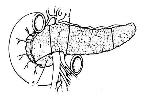 一、 胰腺的位置、形态和结构-胰腺外科-医学