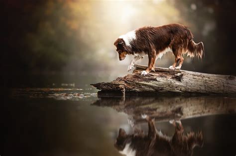 Wallpaper ID: 139753 / nature, water, dog, reflection, animals, mammals ...