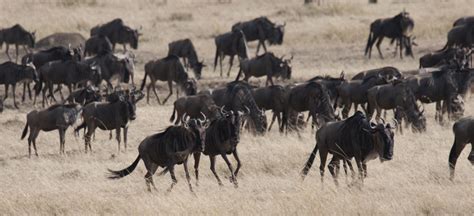 草原上成群结队的黑牛摄影高清jpg格式图片下载_熊猫办公