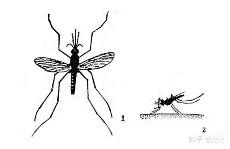 世上最大的蚊子, 吃素不吸血, 吃够100只小蚊子才能化蛹成蚊
