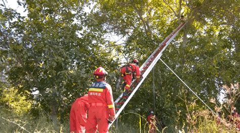 新疆温宿：男孩因打赌被困树上，消防员架梯救援_政策法规