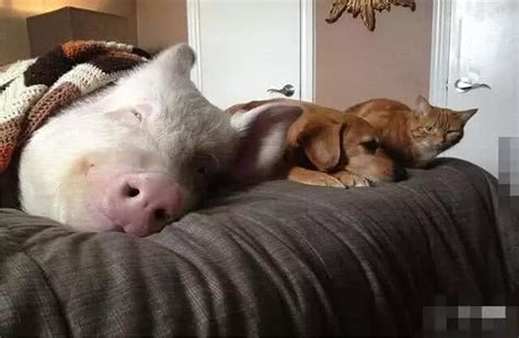 一只猪躺着s型的图片,像猪一样睡觉的图片,猪的睡姿图片(第3页)_大山谷图库