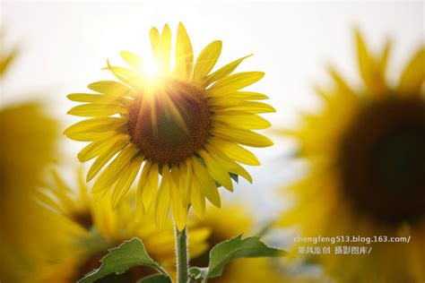 阳光下的向日葵gif动图动图图片-正版gif素材401221107-摄图网
