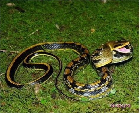 黑眉蛇图片，来看看被俗称“家蛇”的黑眉锦蛇是什么样子？_蛇的图片_毒蛇网