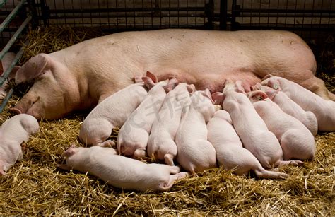 母猪饲养各个阶段的精细化管理，通俗易懂您一看就能学会的增产妙招 - 猪好多网