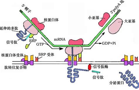 【贺新春|文献阅读】真核表达MERS-CoV刺突蛋白亚单位的信号肽序列优化研究_ExpiCHO-STM