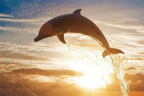 地球上最聪明的动物：海豚智商究竟有多高？|地球上|最聪明-知识百科-川北在线