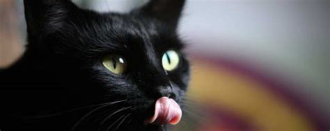 遇到黑猫有什么预兆 黑猫进宅有什么预兆_知秀网