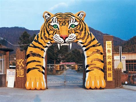 哈尔滨东北虎林园是世界上最大的东北虎饲养和繁育基地