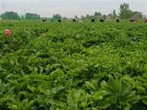 白芷种子每亩经济纯利润 - 行业资讯 - 亳州市畅农中药材种植有限公司 - 八方资源网