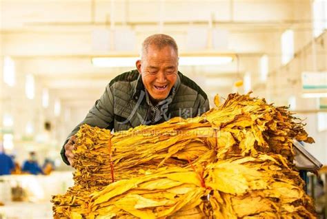 湖北秭归：智能化烟叶收购助农增收-人民图片网