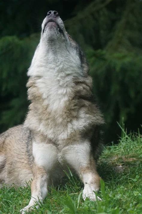 野生动物狼高清图片下载-正版图片503888156-摄图网