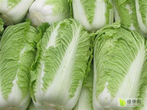 绿优质生态大白菜_白菜价格行情_蔬菜商情网