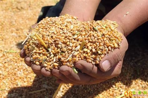 新小麦价格多少钱一斤？2023.6.10全国小麦收购价格表_08农情网-农产品行情网:生猪价格,鸡蛋价格,鹌鹑蛋价格,小麦价格等