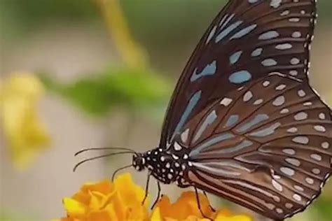 科学网—学而知之，蝶与蜂各美其美 - 汪育才的博文