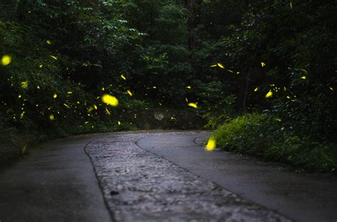 萤火虫,水平画幅,无人,日本,夏天,光,闪亮的,昆虫,摄影摄影素材,汇图网www.huitu.com