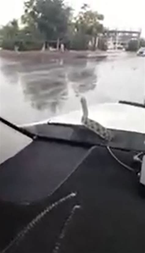 哈萨克斯坦一辆正在行驶的汽车引擎盖下爬出一条“棋斑水游蛇” - 神秘的地球 科学|自然|地理|探索